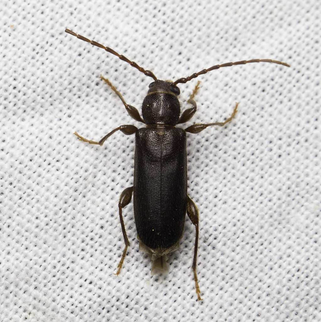 Phymatodes grandis