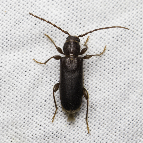 Phymatodes grandis
