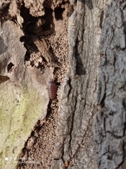 Proporcellio vulcanius