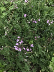 Erodium cicutarium