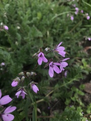 Erodium cicutarium