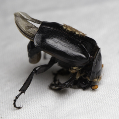 Nicrophorus nigrita