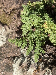 Oeosporangium