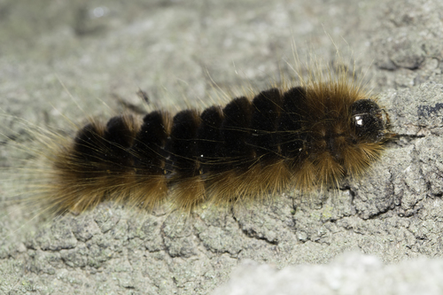 Edwards' Glassy-wing photo 6