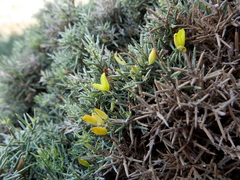 Ulex canescens