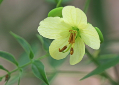 Senna ligustrina