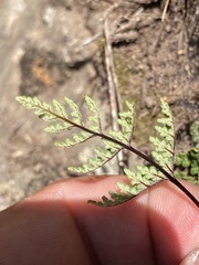 Oeosporangium
