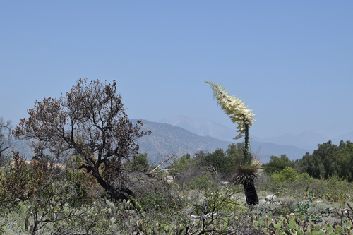 Chaparral Yucca