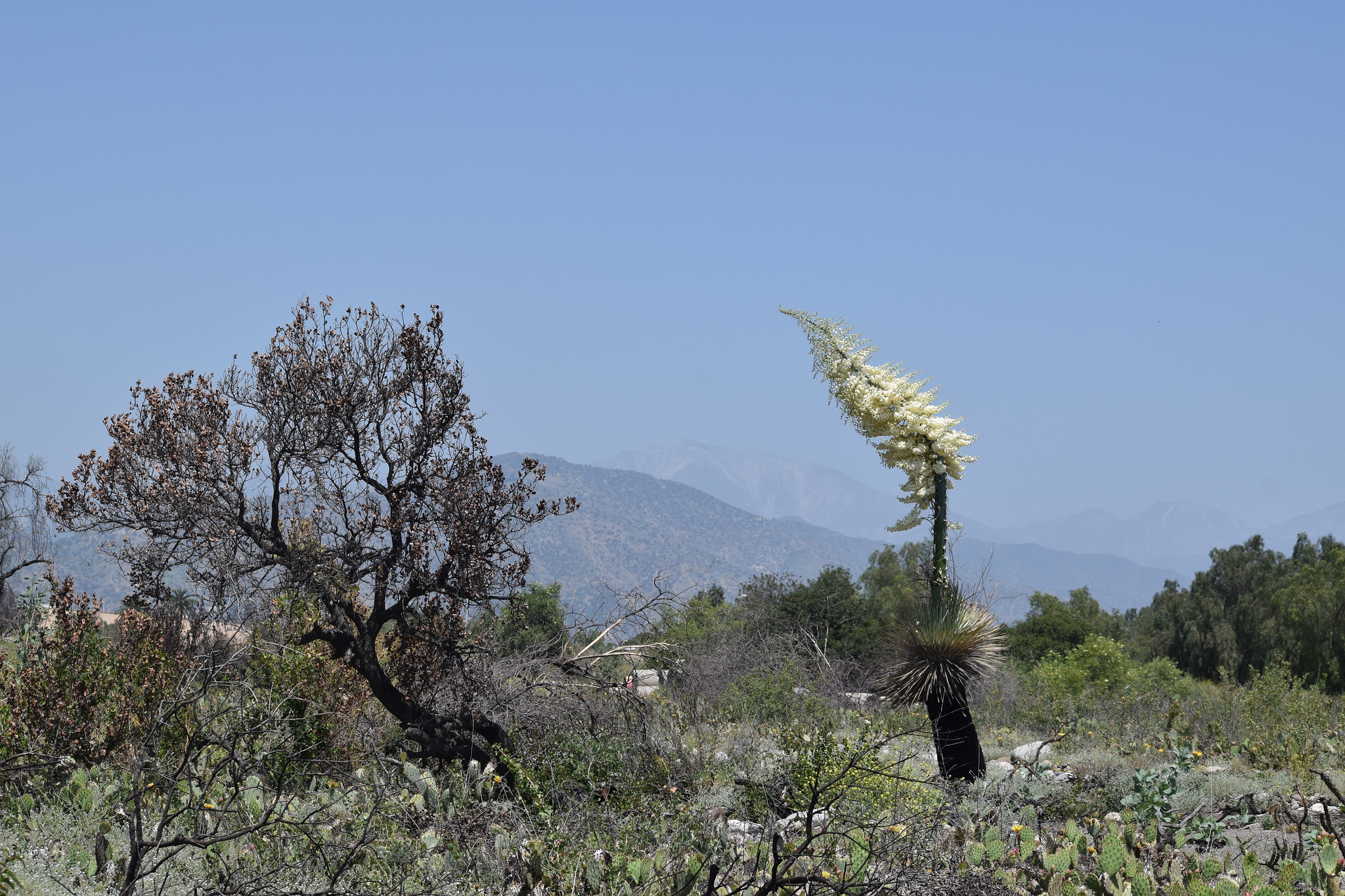 Yucca whipplei Torr. 2