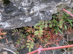 Pellaea glabella