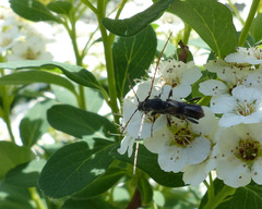 Molorchus bimaculatus