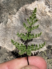 Oeosporangium