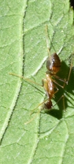 Camponotus carin