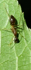 Camponotus carin