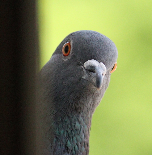 Paloma bravía (Columba livia)