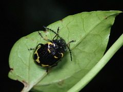 Gallerucida bifasciata
