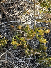 Thesium frisea