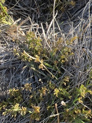 Thesium frisea