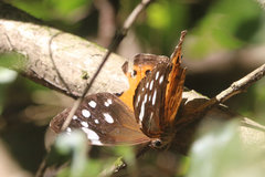 Paralethe dendrophilus