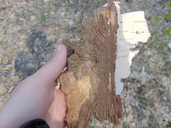 Trypodendron