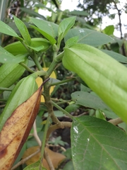Brugmansia suaveolens