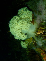 Pseudonephthea liltvedi