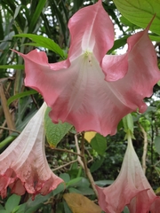 Brugmansia suaveolens