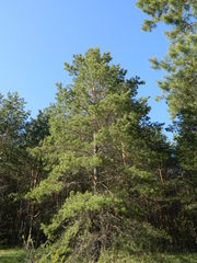 Pinus sylvestris