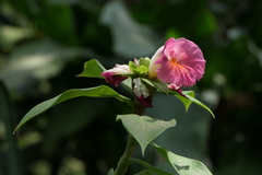 Costus phyllocephalus