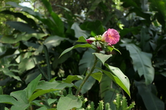 Costus phyllocephalus