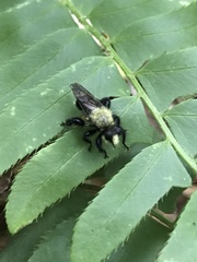 Laphria flavicollis