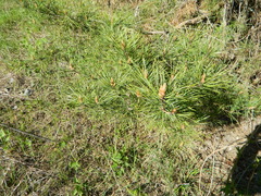 Pinus sylvestris