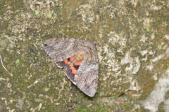 Catocala umbrosa