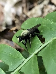 Laphria flavicollis