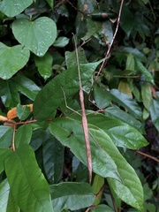 Sipyloidea