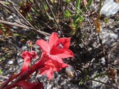 Tritoniopsis pulchra