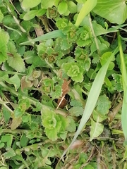 Glechoma hederacea