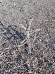 Cylindropuntia thurberi versicolor