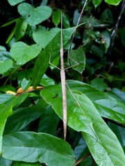 Sipyloidea