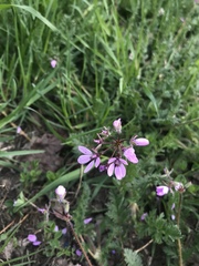 Erodium cicutarium