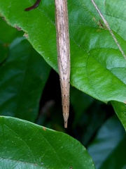 Sipyloidea