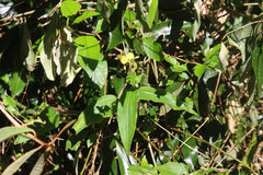 Aneilema aequinoctiale