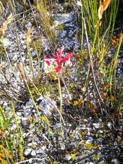 Tritoniopsis pulchra