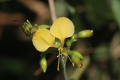 Aneilema aequinoctiale