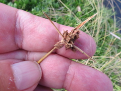 Cyperus gymnocaulos