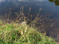 Cyperus gymnocaulos
