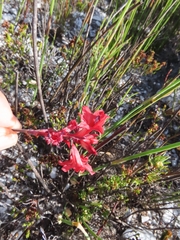 Tritoniopsis pulchra