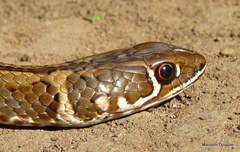 Cross-Marked Grass Snake photo 3