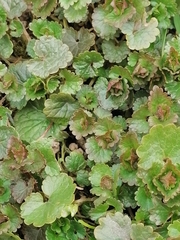 Glechoma hederacea