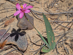 Ixia latifolia